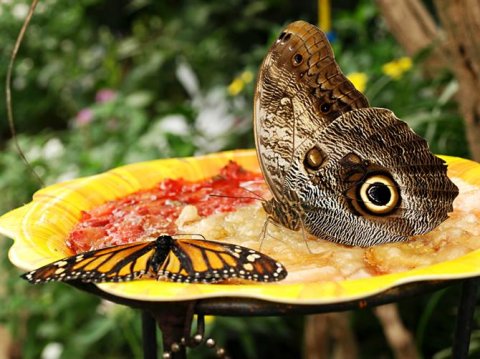 Парк бабочек на Тенерифе
