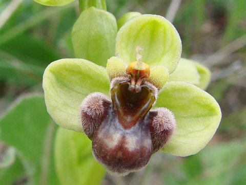 Орхидеи на Тенерифе