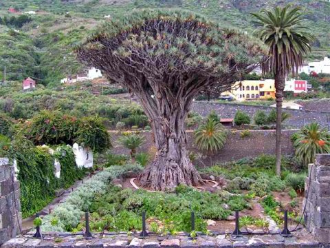 Деревья на Тенерифе