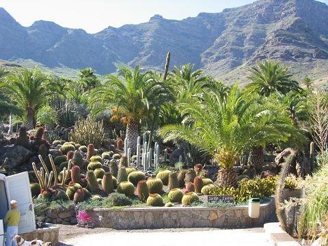 Парк кактусов на Гран Канарии