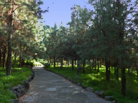 Ботанический сад Гран Канарии