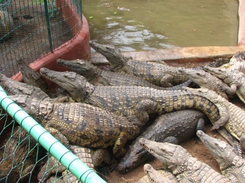 Парк крокодилов на Гран Канарии